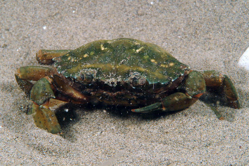 Carcinus mediterraneus